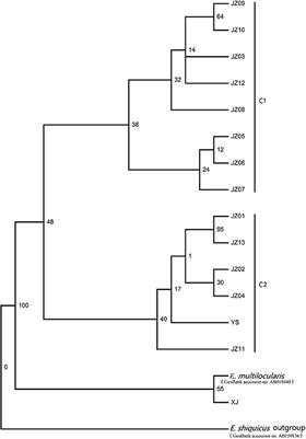 Genetic Diversity in Echinococcus multilocularis From the Plateau Vole and Plateau Pika in Jiuzhi County, Qinghai Province, China